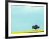 Lone Tree in Field of Rapeseed, Germany-Russell Gordon-Framed Photographic Print