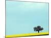 Lone Tree in Field of Rapeseed, Germany-Russell Gordon-Mounted Photographic Print