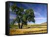 Lone Tree in Harvest Time Field, Palouse, Washington, USA-Terry Eggers-Framed Stretched Canvas