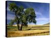 Lone Tree in Harvest Time Field, Palouse, Washington, USA-Terry Eggers-Stretched Canvas