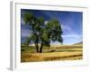 Lone Tree in Harvest Time Field, Palouse, Washington, USA-Terry Eggers-Framed Photographic Print