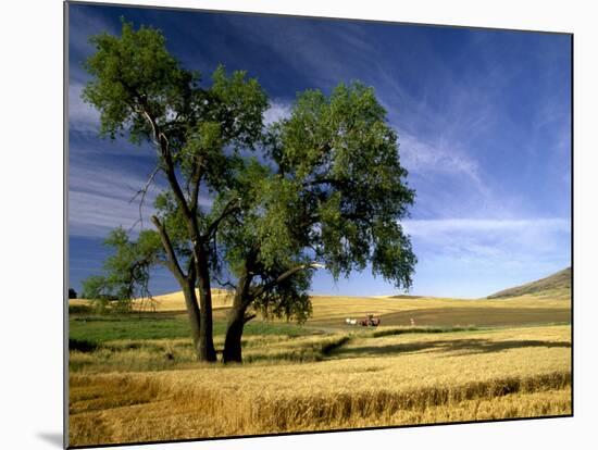 Lone Tree in Harvest Time Field, Palouse, Washington, USA-Terry Eggers-Mounted Photographic Print