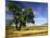 Lone Tree in Harvest Time Field, Palouse, Washington, USA-Terry Eggers-Mounted Photographic Print