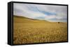 Lone Tree in Harvest Wheat Field-Terry Eggers-Framed Stretched Canvas