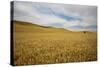 Lone Tree in Harvest Wheat Field-Terry Eggers-Stretched Canvas