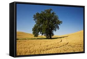 Lone Tree in Harvest Wheat Field-Terry Eggers-Framed Stretched Canvas