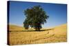 Lone Tree in Harvest Wheat Field-Terry Eggers-Stretched Canvas