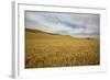 Lone Tree in Harvest Wheat Field-Terry Eggers-Framed Photographic Print