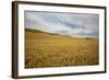 Lone Tree in Harvest Wheat Field-Terry Eggers-Framed Photographic Print