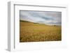 Lone Tree in Harvest Wheat Field-Terry Eggers-Framed Photographic Print