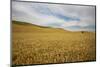 Lone Tree in Harvest Wheat Field-Terry Eggers-Mounted Photographic Print