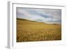 Lone Tree in Harvest Wheat Field-Terry Eggers-Framed Photographic Print