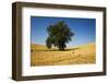 Lone Tree in Harvest Wheat Field-Terry Eggers-Framed Photographic Print