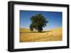 Lone Tree in Harvest Wheat Field-Terry Eggers-Framed Photographic Print