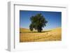 Lone Tree in Harvest Wheat Field-Terry Eggers-Framed Photographic Print