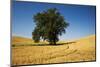 Lone Tree in Harvest Wheat Field-Terry Eggers-Mounted Photographic Print