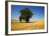 Lone Tree in Harvest Wheat Field-Terry Eggers-Framed Photographic Print