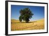 Lone Tree in Harvest Wheat Field-Terry Eggers-Framed Photographic Print