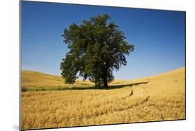 Lone Tree in Harvest Wheat Field-Terry Eggers-Mounted Photographic Print