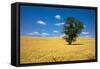 Lone Tree in Harvest Wheat, Palouse Country, Washington, USA-Terry Eggers-Framed Stretched Canvas