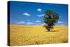 Lone Tree in Harvest Wheat, Palouse Country, Washington, USA-Terry Eggers-Stretched Canvas