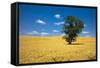 Lone Tree in Harvest Wheat, Palouse Country, Washington, USA-Terry Eggers-Framed Stretched Canvas