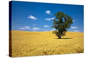 Lone Tree in Harvest Wheat, Palouse Country, Washington, USA-Terry Eggers-Stretched Canvas