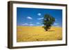 Lone Tree in Harvest Wheat, Palouse Country, Washington, USA-Terry Eggers-Framed Photographic Print