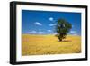 Lone Tree in Harvest Wheat, Palouse Country, Washington, USA-Terry Eggers-Framed Photographic Print