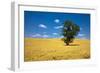 Lone Tree in Harvest Wheat, Palouse Country, Washington, USA-Terry Eggers-Framed Photographic Print