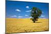 Lone Tree in Harvest Wheat, Palouse Country, Washington, USA-Terry Eggers-Mounted Photographic Print