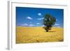 Lone Tree in Harvest Wheat, Palouse Country, Washington, USA-Terry Eggers-Framed Photographic Print