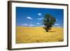 Lone Tree in Harvest Wheat, Palouse Country, Washington, USA-Terry Eggers-Framed Photographic Print