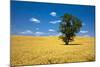 Lone Tree in Harvest Wheat, Palouse Country, Washington, USA-Terry Eggers-Mounted Photographic Print