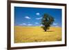 Lone Tree in Harvest Wheat, Palouse Country, Washington, USA-Terry Eggers-Framed Photographic Print