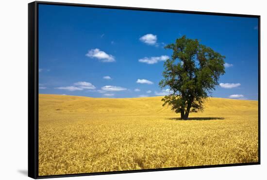 Lone Tree in Harvest Wheat, Palouse Country, Washington, USA-Terry Eggers-Framed Stretched Canvas