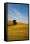 Lone Tree in Harvest Wheat, Palouse Country, Washington, USA-Terry Eggers-Framed Stretched Canvas