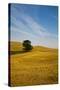 Lone Tree in Harvest Wheat, Palouse Country, Washington, USA-Terry Eggers-Stretched Canvas