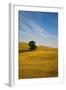 Lone Tree in Harvest Wheat, Palouse Country, Washington, USA-Terry Eggers-Framed Photographic Print