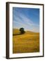 Lone Tree in Harvest Wheat, Palouse Country, Washington, USA-Terry Eggers-Framed Photographic Print