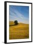 Lone Tree in Harvest Wheat, Palouse Country, Washington, USA-Terry Eggers-Framed Photographic Print