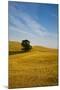 Lone Tree in Harvest Wheat, Palouse Country, Washington, USA-Terry Eggers-Mounted Photographic Print