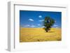 Lone Tree in Harvest Wheat, Palouse Country, Washington, USA-Terry Eggers-Framed Photographic Print