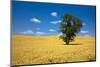 Lone Tree in Harvest Wheat, Palouse Country, Washington, USA-Terry Eggers-Mounted Photographic Print