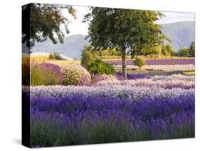 Lone Tree in Lavender Field-Terry Eggers-Stretched Canvas
