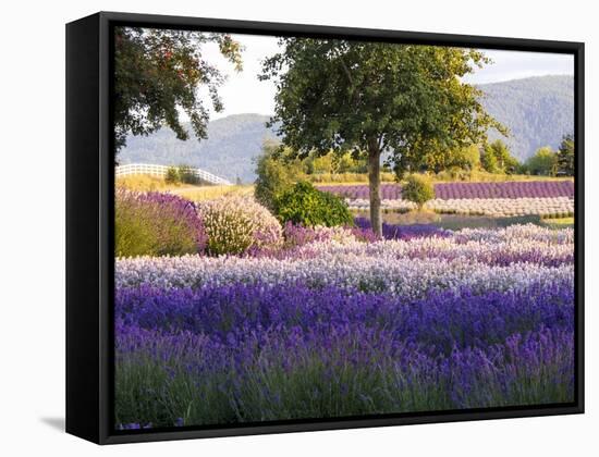 Lone Tree in Lavender Field-Terry Eggers-Framed Stretched Canvas