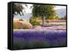 Lone Tree in Lavender Field-Terry Eggers-Framed Stretched Canvas
