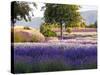 Lone Tree in Lavender Field-Terry Eggers-Stretched Canvas