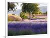 Lone Tree in Lavender Field-Terry Eggers-Framed Photographic Print