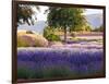 Lone Tree in Lavender Field-Terry Eggers-Framed Photographic Print